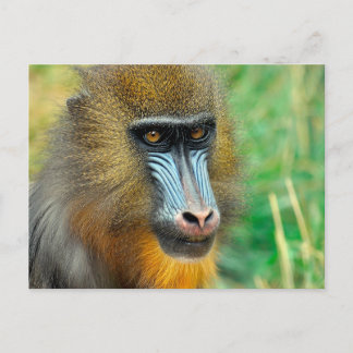 Mandrill 002 vykort