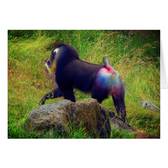 Mandrill #4-kort hälsningskort (Framsidan Horizontal)