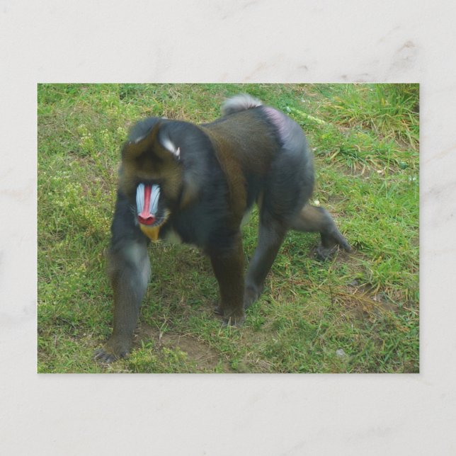 Mandrill #5 vykort (Framsida)