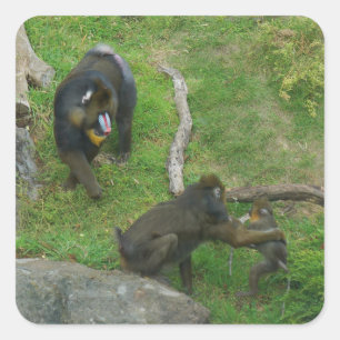 Mandrill #6 Stickers Fyrkantigt Klistermärke