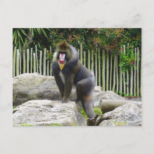 Mandrill #8 vykort