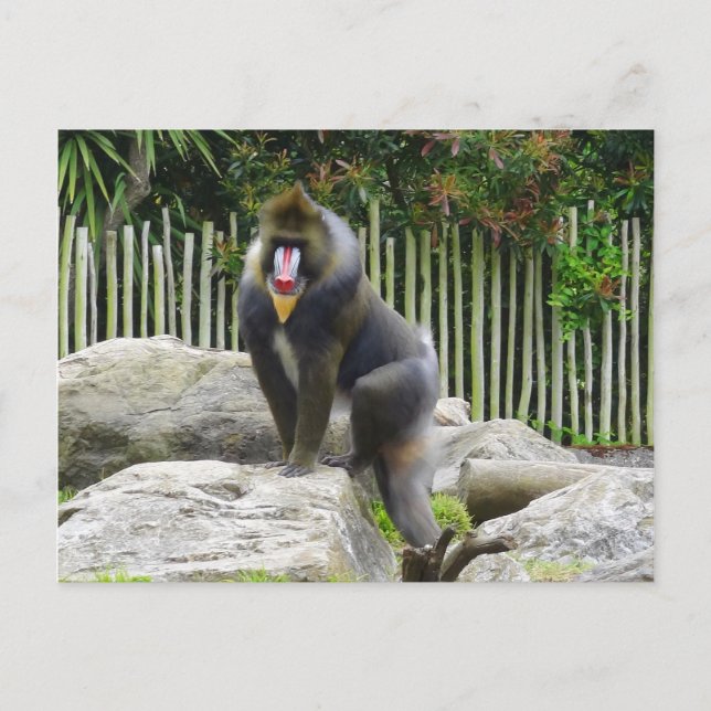 Mandrill #8 vykort (Framsida)