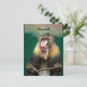 Mandrill, afrikansk Ape Vykort