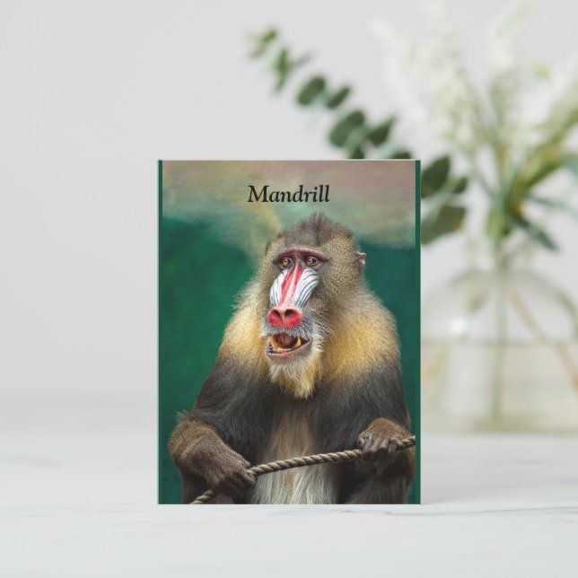 Mandrill, afrikansk Ape Vykort (Stående Fram)