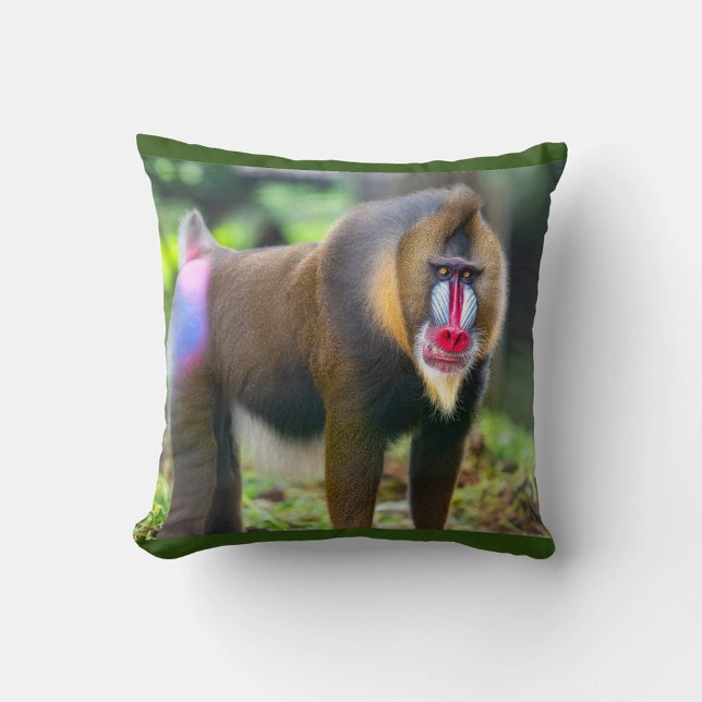 Mandrill Baboon Kudde (Mandrill known for their striking red, blue and purple facial markings.)