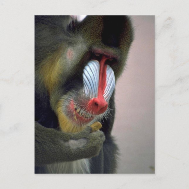 Mandrill Head Vykort (Framsida)