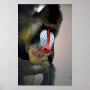 Mandrill huvud poster