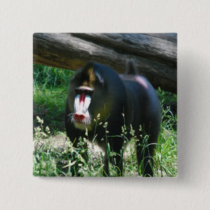 Mandrill klämmer fast knapp