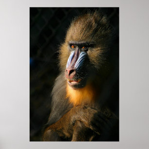 Mandrill Monkey Poster