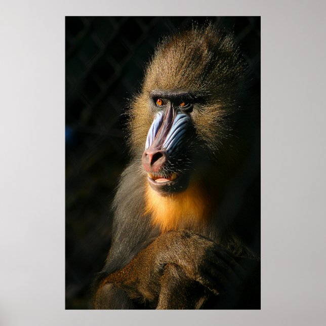 Mandrill Monkey Poster (Framsidan)