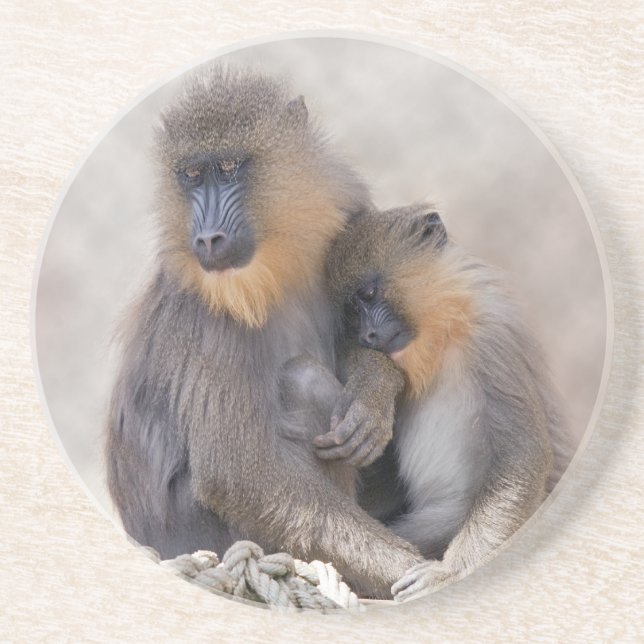 Mandrill och ung coaster underlägg sandsten (Framsidan)