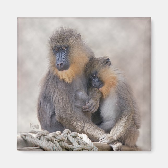 Mandrill och ung magnet (Framsidan)