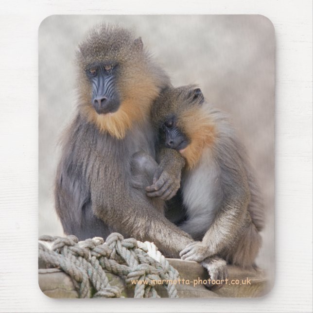 Mandrill och Ung Musmatta (Framsidan)
