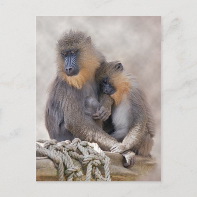 Mandrill och Young Postcard Vykort (Framsida)
