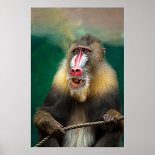 Mandrill Primat Porträtt Poster