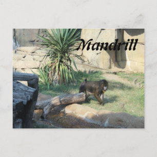 Mandrill Vykort