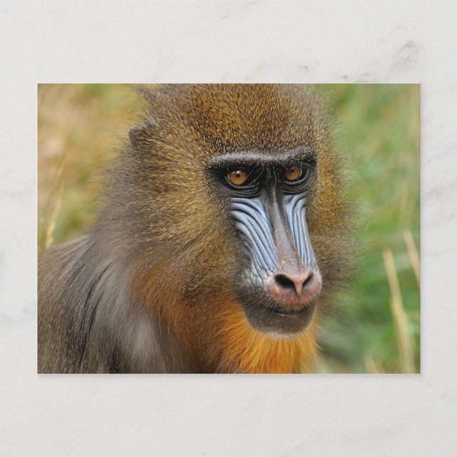 Mandrill Vykort (Framsida)