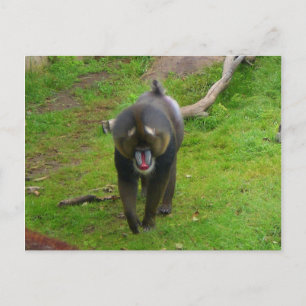 Mandrill-vykort Vykort