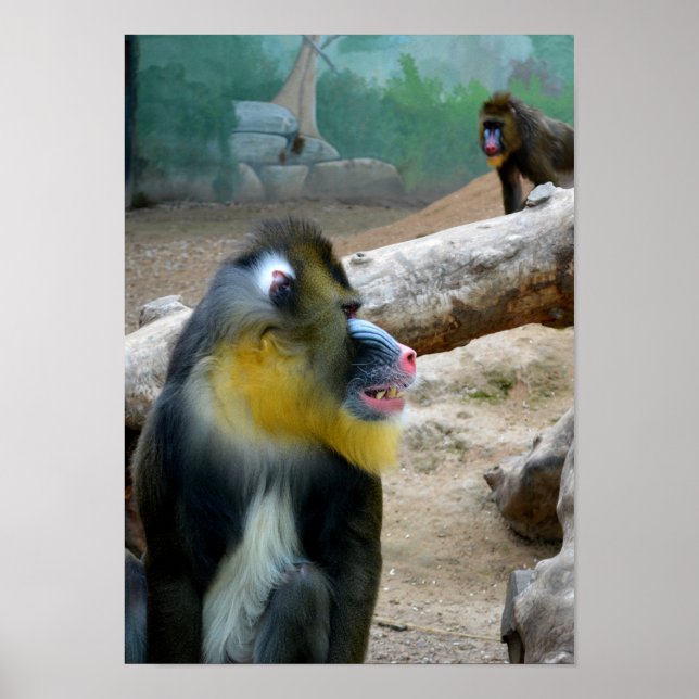 Mandrills Poster (Framsidan)