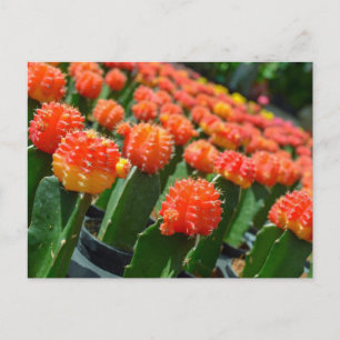Måne Cactus Vykort
