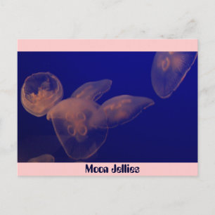 Måne Jellfish, Måne Jellies Vykort