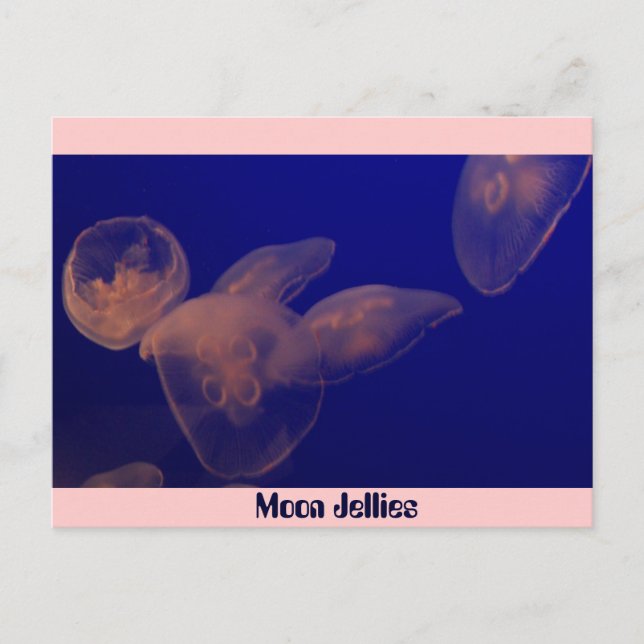 Måne Jellfish, Måne Jellies Vykort (Framsida)