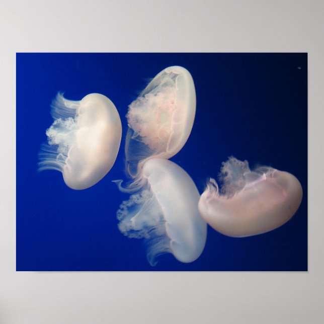 Måne Jellies Poster (Framsidan)