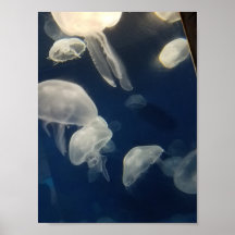 Måne Jellies Poster