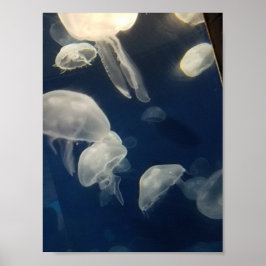 Måne Jellies Poster