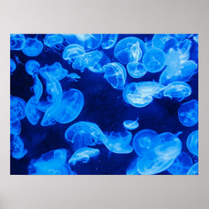 Måne Jelly Fish Poster