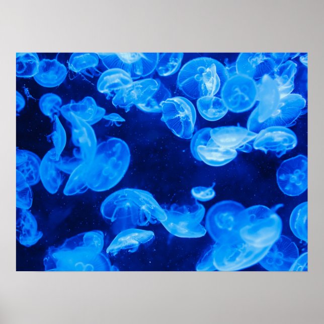 Måne Jelly Fish Poster (Framsidan)