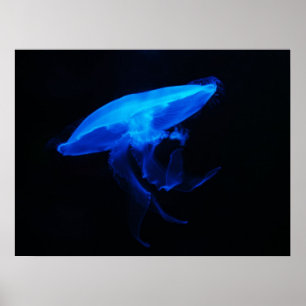 Måne Jelly Fish Poster