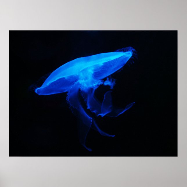 Måne Jelly Fish Poster (Framsidan)