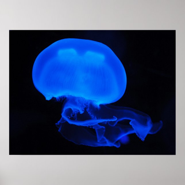 Måne Jelly Fish Poster (Framsidan)