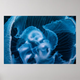 Måne Jelly Poster