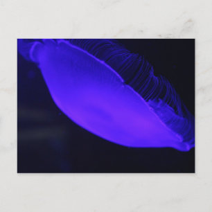 Måne Jellyfish # 5 Vykort