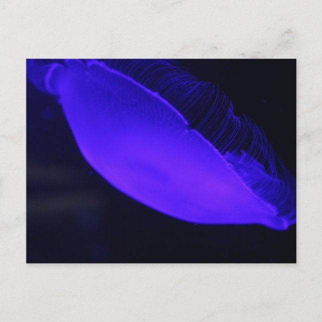 Måne Jellyfish # 5 Vykort (Framsida)