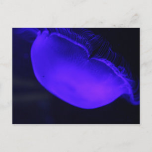 Måne jellyfish # 6 vykort
