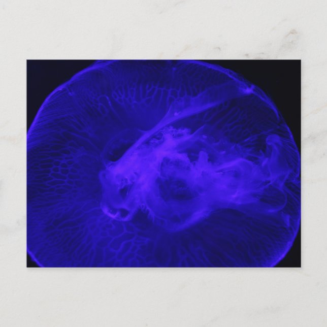 Måne jellyfish nr 32 vykort (Framsida)