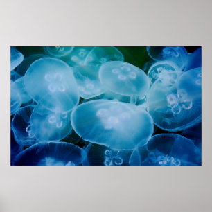 Måne Jellyfish Poster