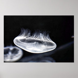 Måne Jellyfish Poster