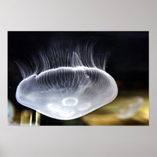 Måne Jellyfish Poster