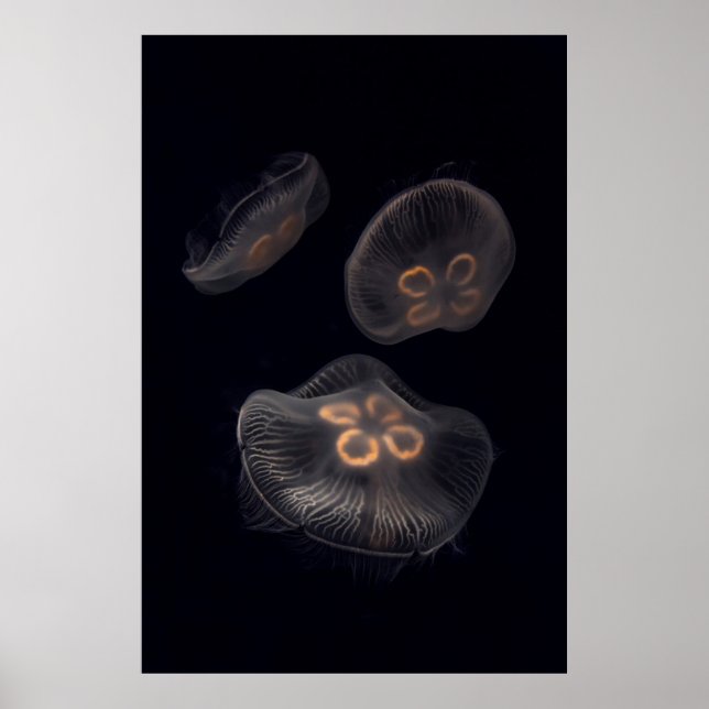 Måne Jellyfish Swimming Poster (Framsidan)