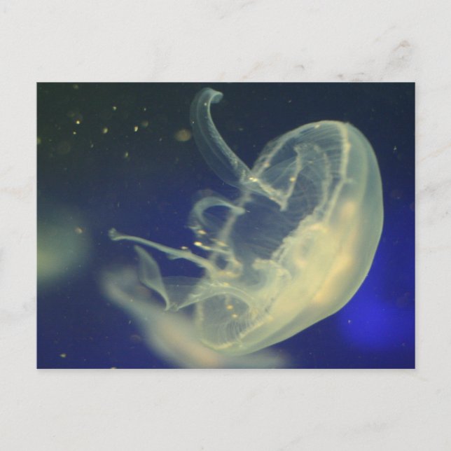 Måne Jellyfish Vykort (Framsida)