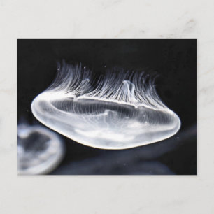 Måne jellyfish-vykort vykort