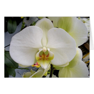 Måne Masque OBS Kort