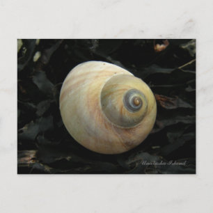 Måne Sea Snigel Seashell, Unalaska Island Vykort