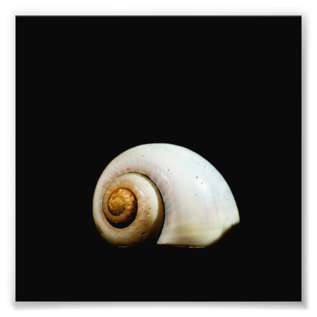 Måne Snäcka Fototryck (Framsidan)