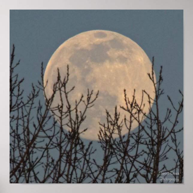 Måne Stigning ovanför Träd Poster (Framsidan)
