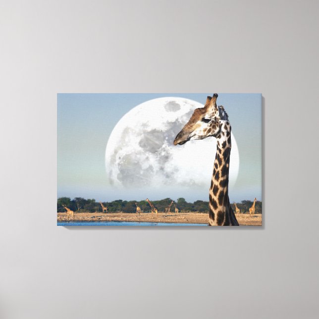 Måne stigning över en Giraffegrupp i Etosha Canvastryck (Framsida)